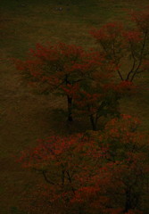 雨上がりの紅