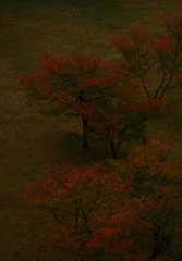 雨上がりの紅