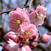 春の使者　一　～大阪～
