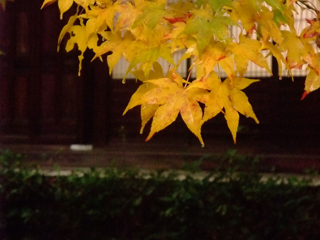 雨の京都　八　～常寂光寺～