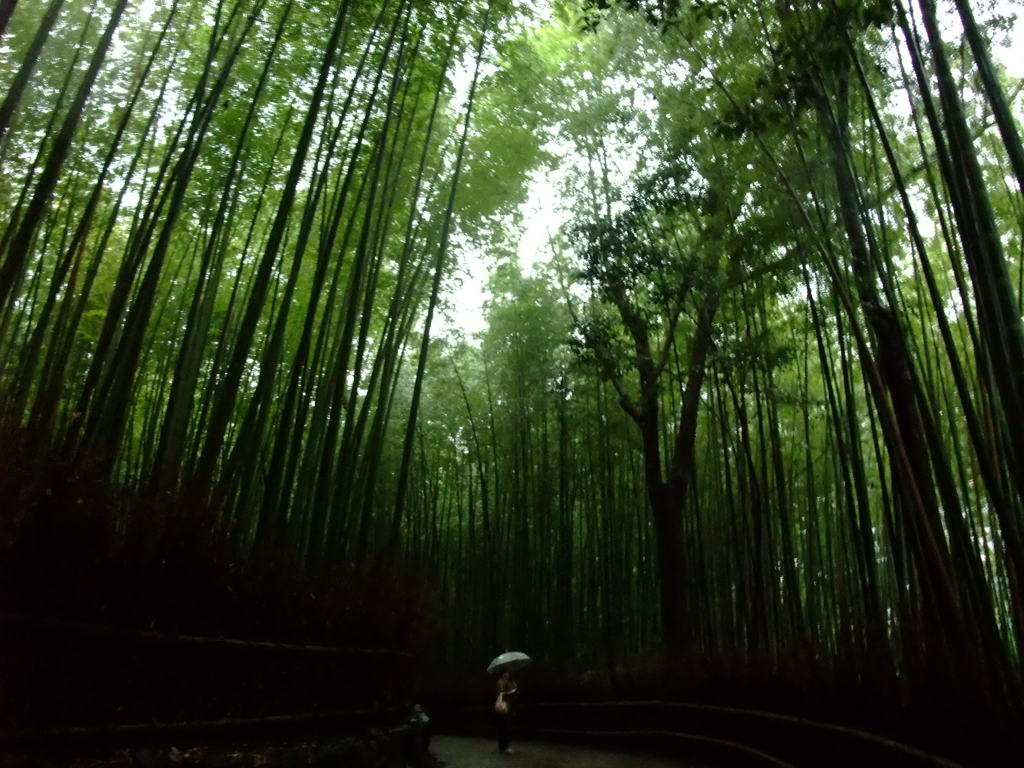 雨の京都　七　～竹林の道～