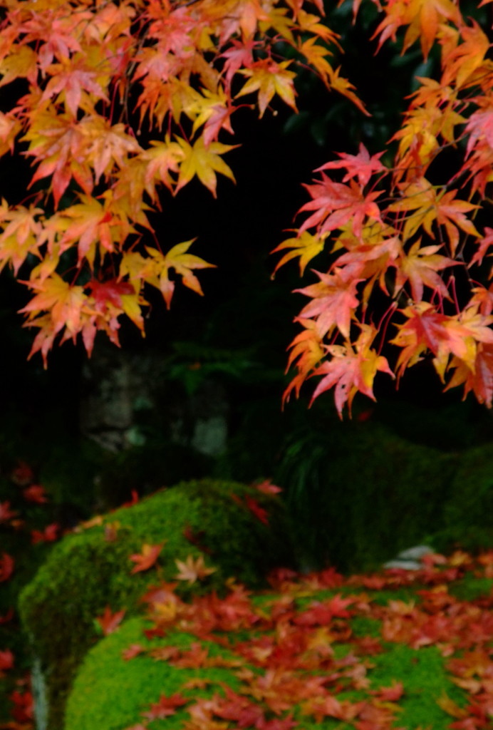 雨の京都　四　～清凉寺～