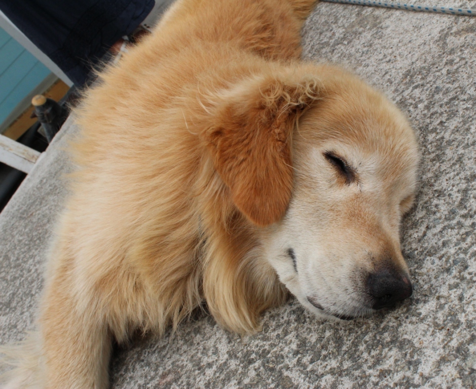 居眠り　アルくん　♪