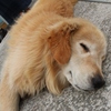居眠り　アルくん　♪