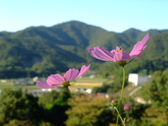 里の秋