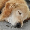 居眠り　アルくん　♪