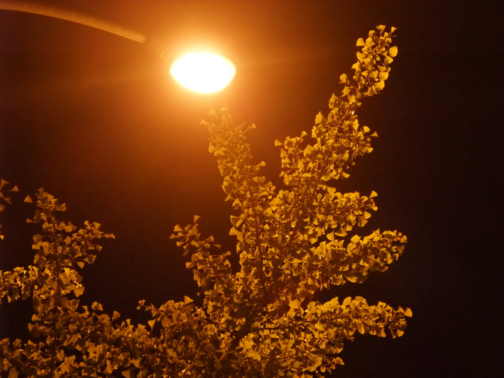 夜の顔