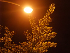 夜の顔