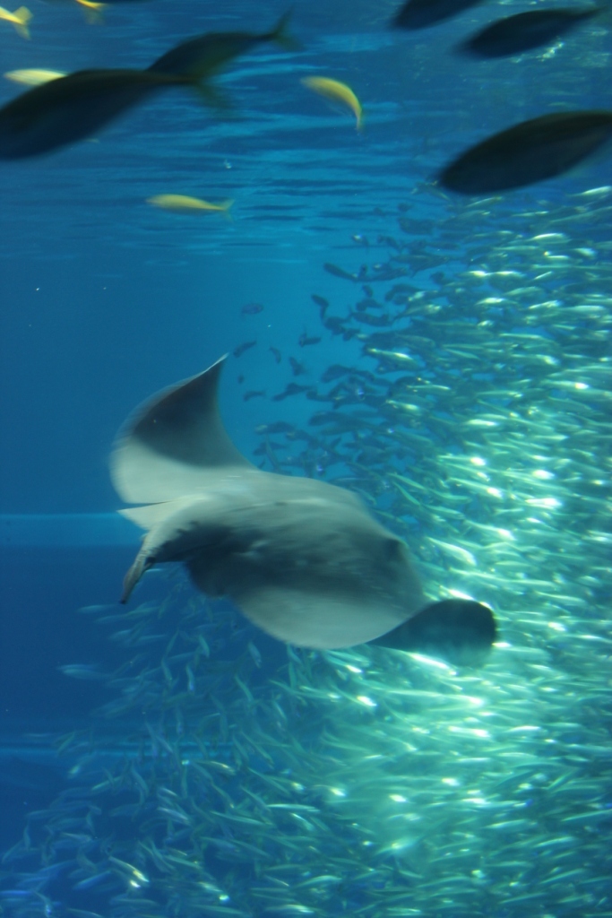 海遊館
