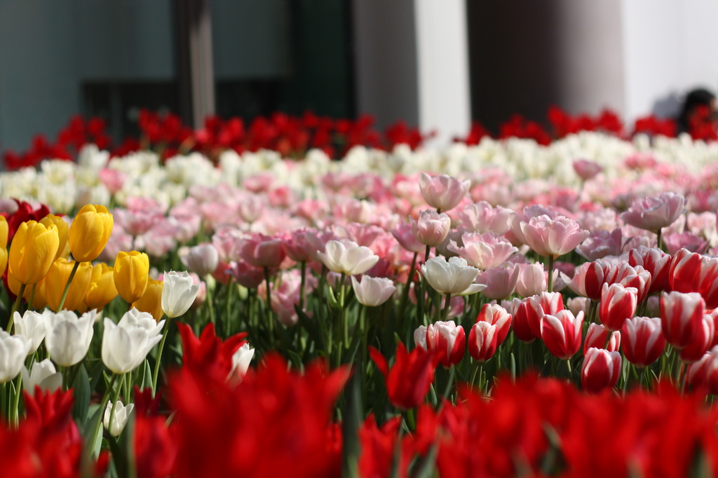 丸の内チューリップフェア
