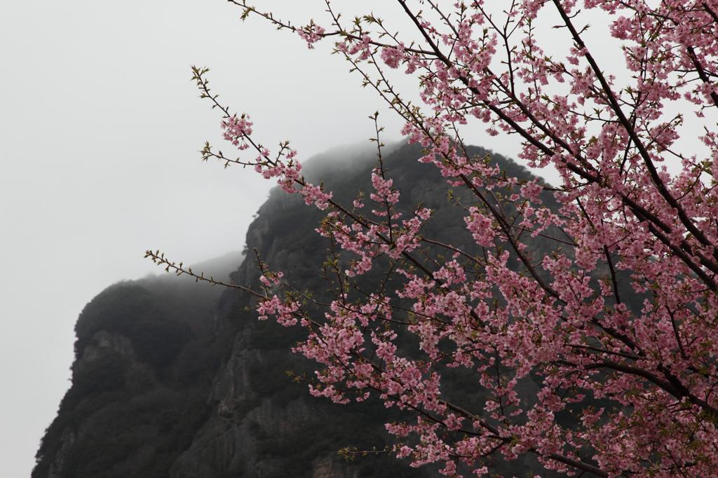 大仁の河津桜