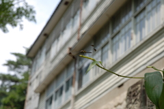 夏の日