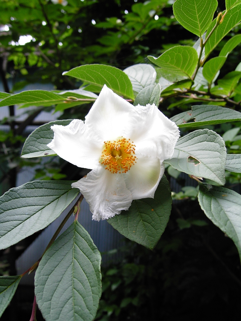 夏つばき