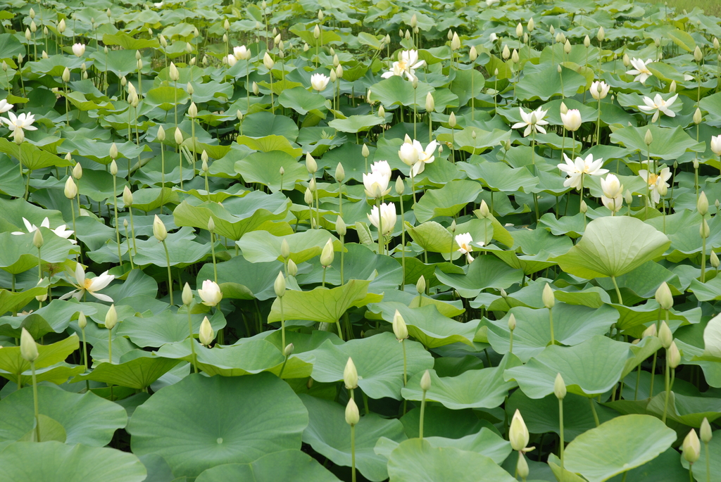 蓮の花