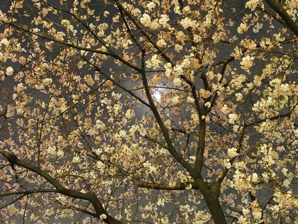 the ceiling-SAKURAⅡ-