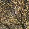 the ceiling-SAKURAⅡ-