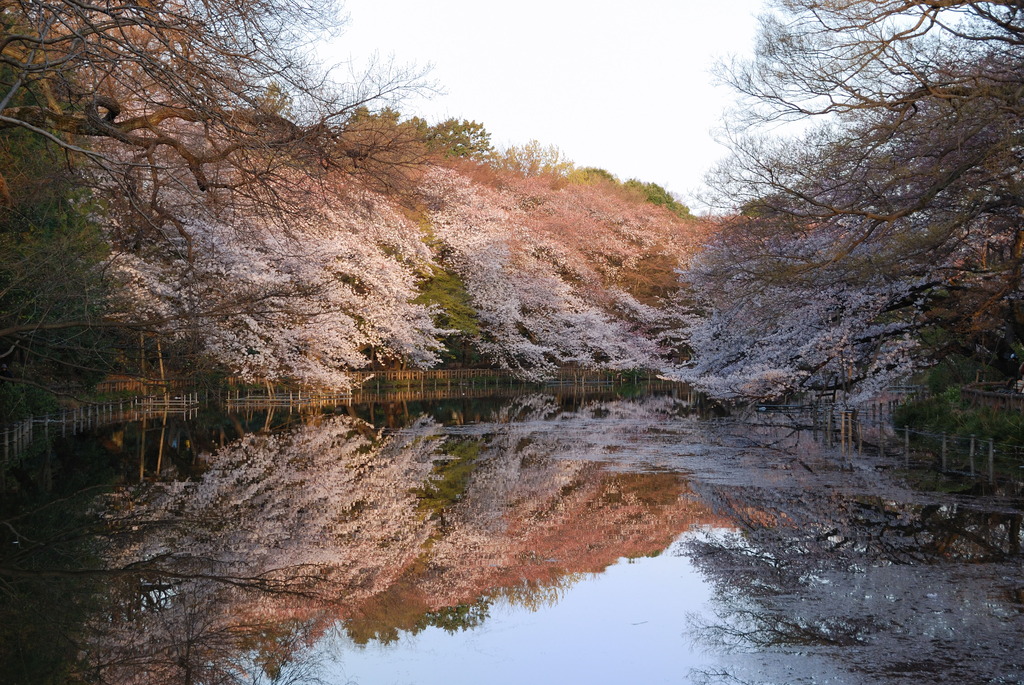 春の朝