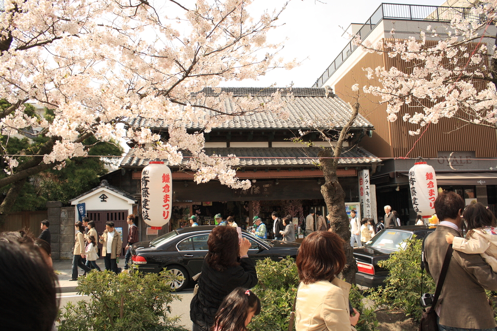 鎌倉の春