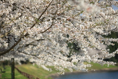 桜のウエーブ