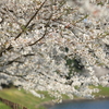 桜のウエーブ