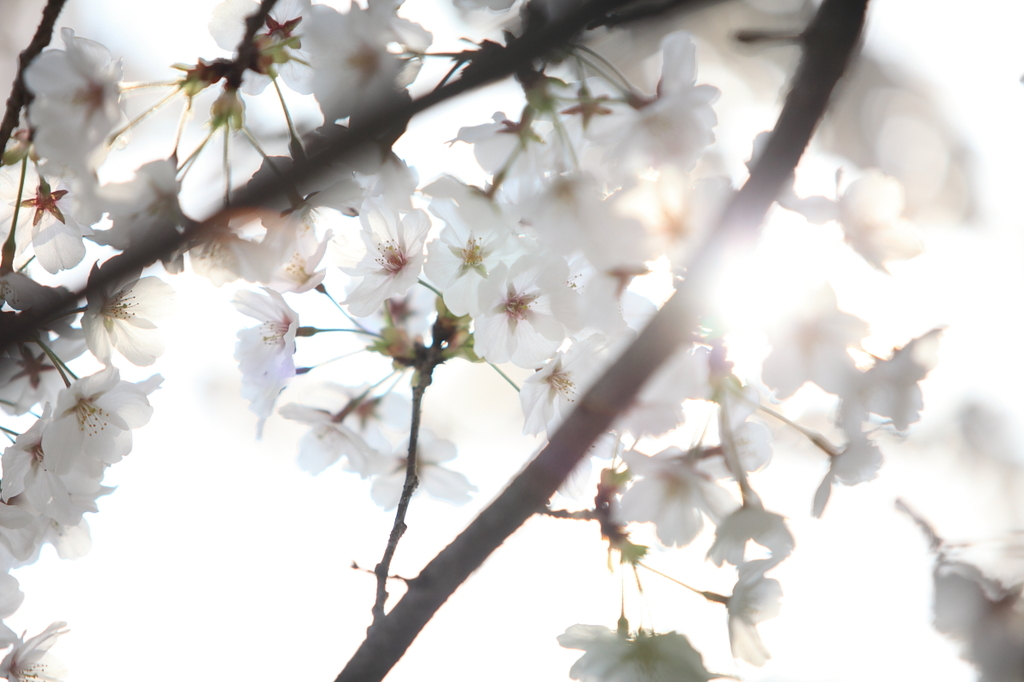 夢桜♪
