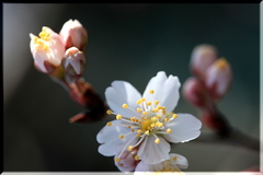 春を待てない桜チャン♪