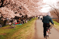 桜と人と自転車