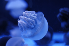 jellyfish
