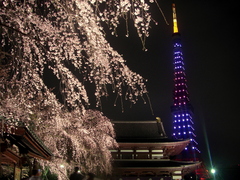 増上寺枝垂桜と東京タワー