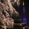 増上寺枝垂桜と東京タワー