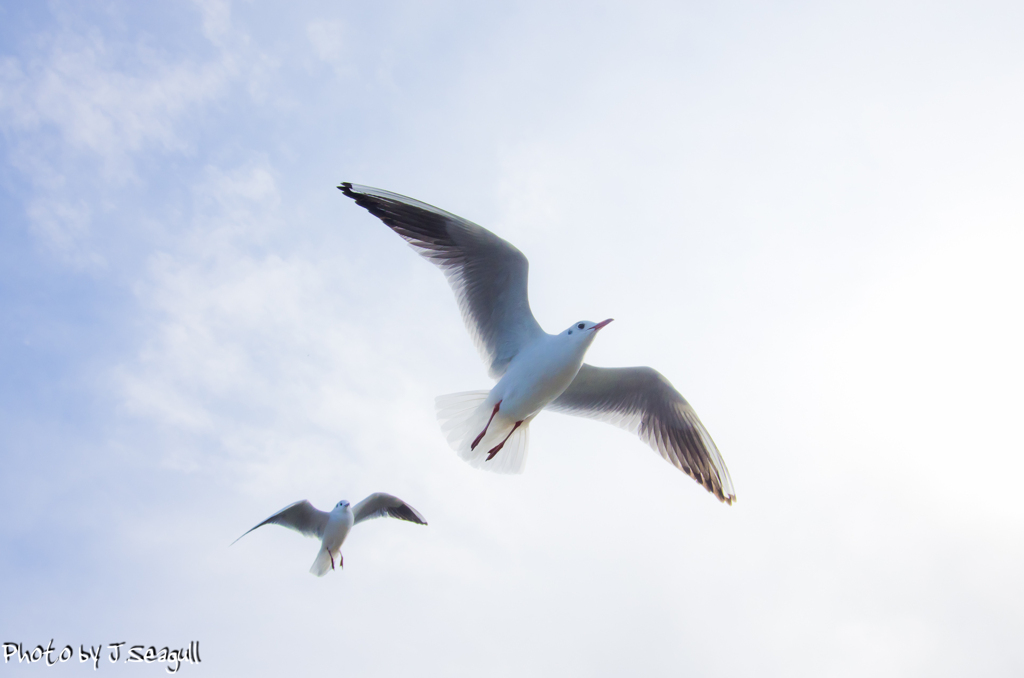 Photogenic_Seagulls 1
