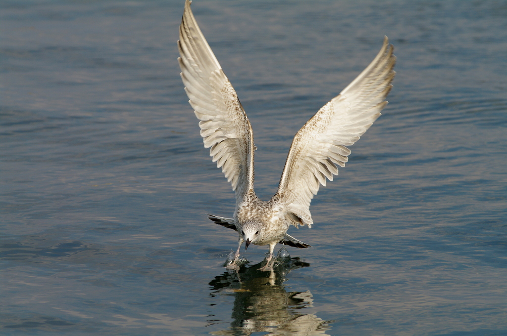ＷＩＮＧ