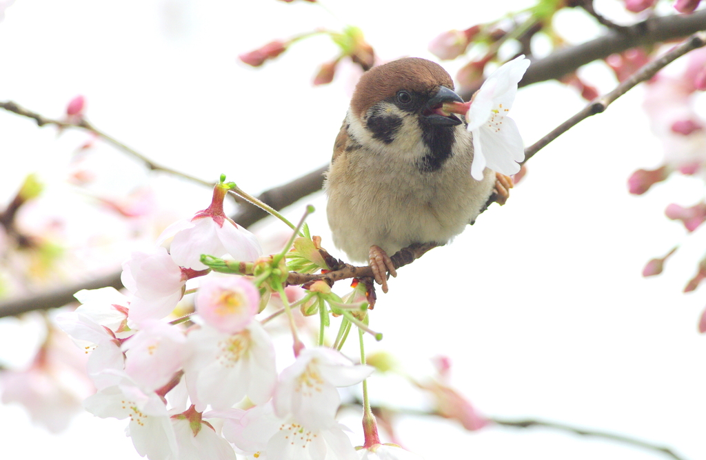 サクラうまいっす♪
