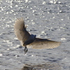 DANCER