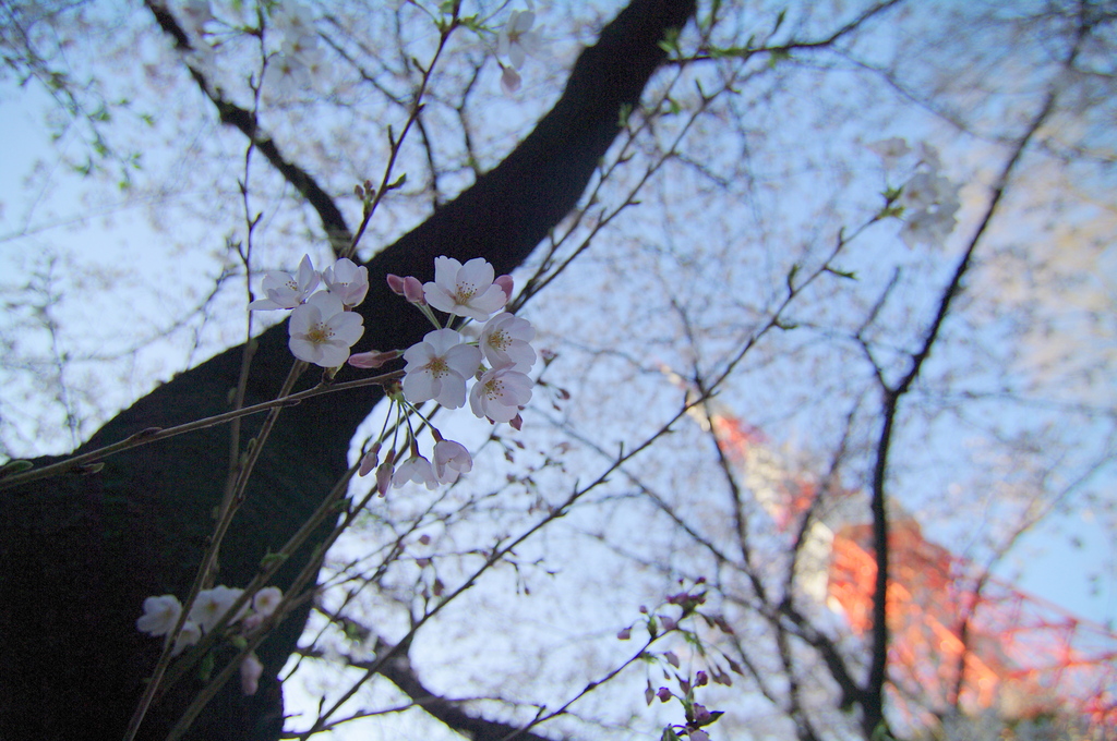 春・東京タワー