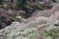 吉野梅郷