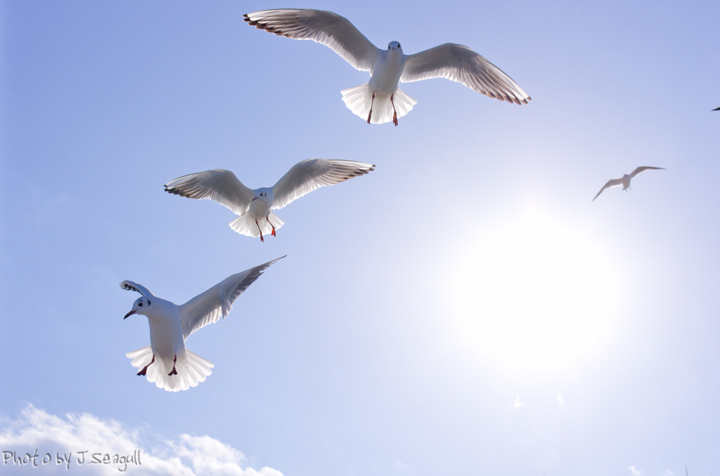 Photogenic Seagulls