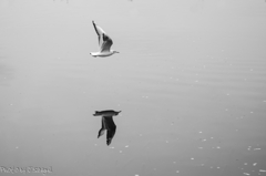 Photogenic Seagulls 