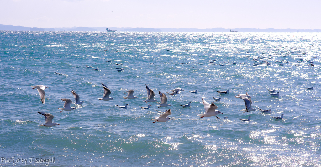 Photogenic Seagulls