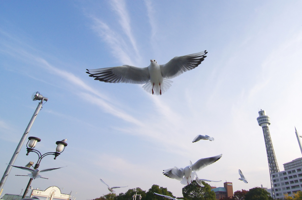 ゆりかもめの空