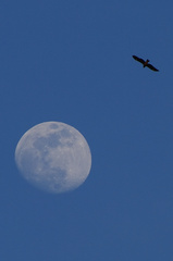a kite and the moon