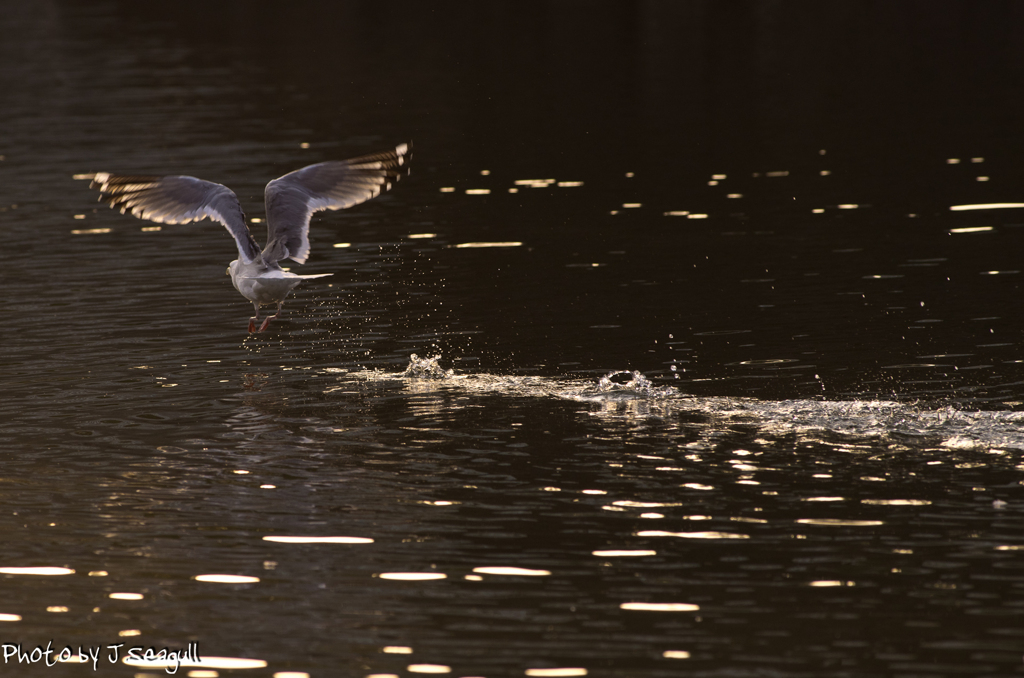 Photogenic_Seagulls 4