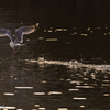 Photogenic_Seagulls 4