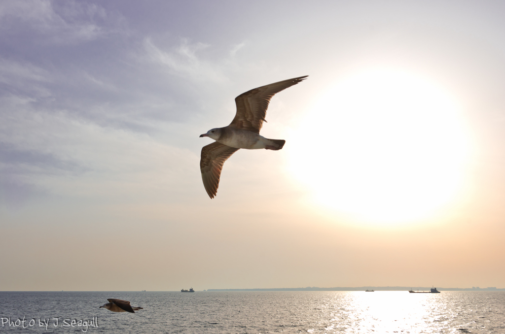 Photogenic Seagulls