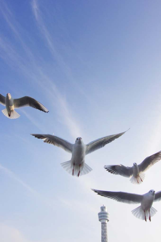 fly together ・・・