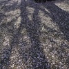 散桜