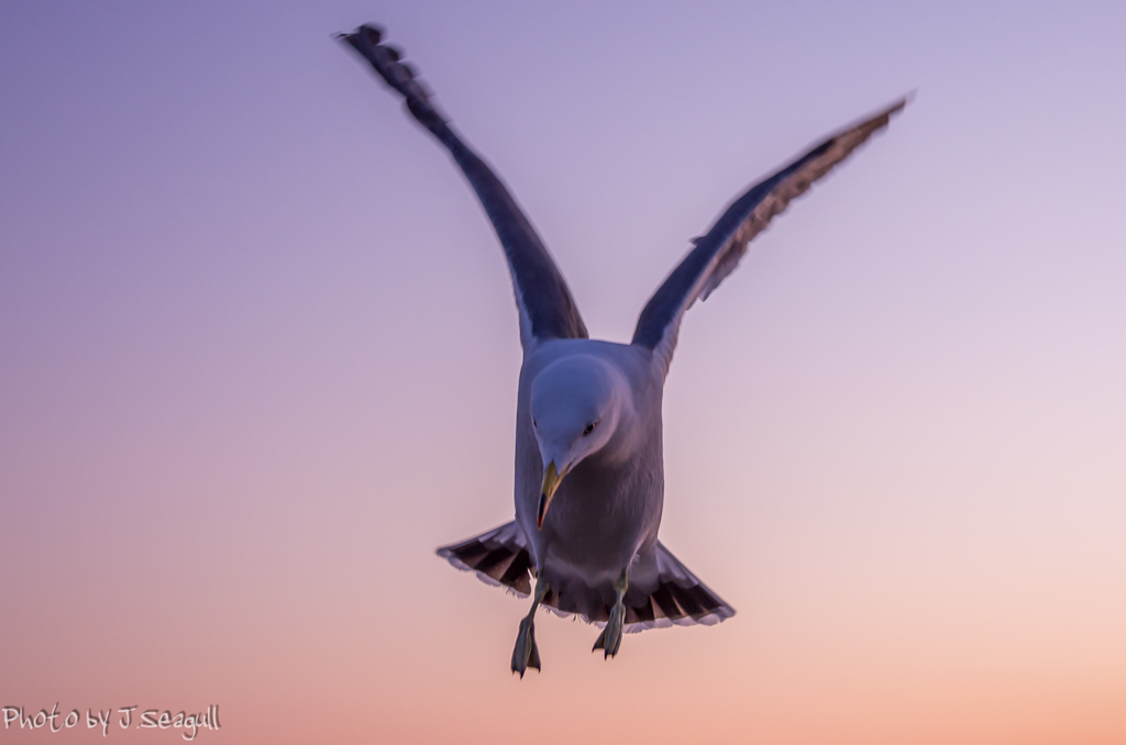 Photogenic Seagulls