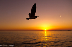 Photogenic Seagulls