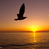 Photogenic Seagulls
