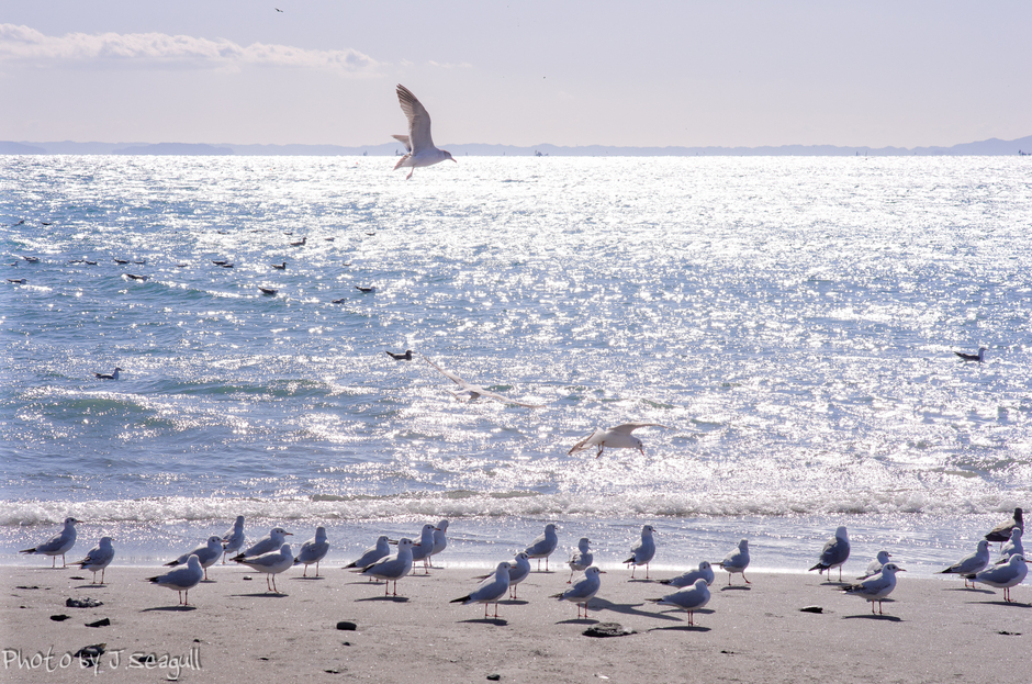 Photogenic Seagulls